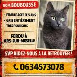 Picture of cat lost at Ars Sur Moselle
