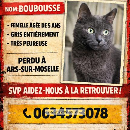 Photo 1/1 Boubousse Chat lost in Ars sur moselle