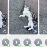 Picture of cat lost at Gondecourt