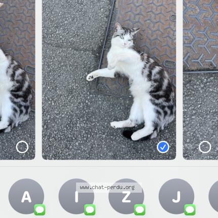 Photo 1/1 Zazie Chat lost in Gondecourt