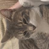 Picture of cat lost at Arcey