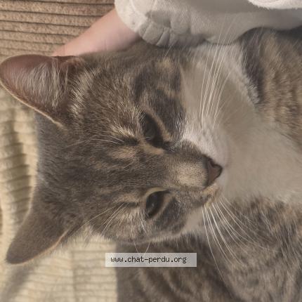 Photo 1/1 Prince Chat lost in Arcey