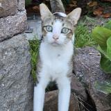 Picture of cat lost at Saint Barthelemy