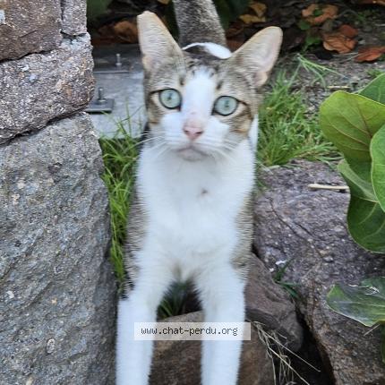 Photo 1/1 Doudou Chat lost in Saint barthelemy