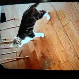 Picture of cat lost at Asnieres Sur Seine