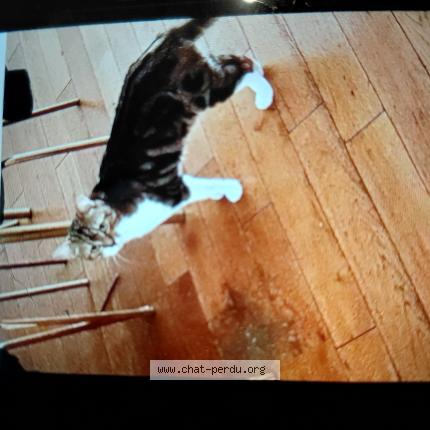 Photo 1/1 Rillo Chat lost in Asnieres sur seine