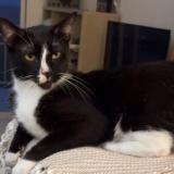 Picture of cat lost at Saint Barthelemy