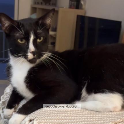 Photo 1/1 Bowie Chat lost in Saint barthelemy