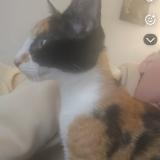 Picture of cat lost at Ciboure