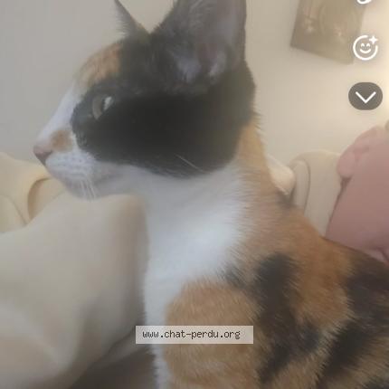 Photo 1/1 Zoro Chat lost in Ciboure