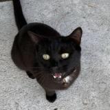 Picture of cat lost at Saint Barthelemy