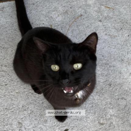 Photo 1/1 Fiordiligi Chat lost in Saint barthelemy