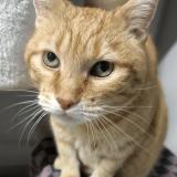 Picture of cat lost at Marnaz