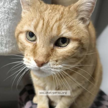 Photo 1/1 Boo Chat lost in Marnaz