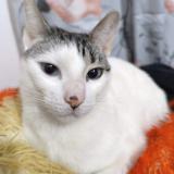 Picture of cat lost at Buenos Aires