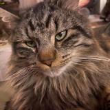 Picture of cat lost at Gieres