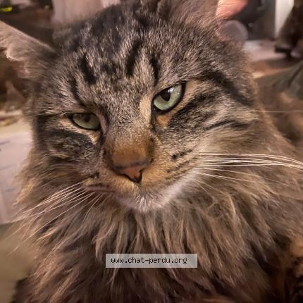 Photo 1/1 Tommy Chat lost in Gieres