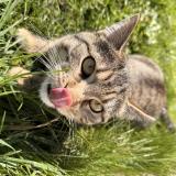 Picture of cat lost at Douai