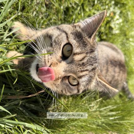 Photo 1/1 Nala Chat lost in Douai