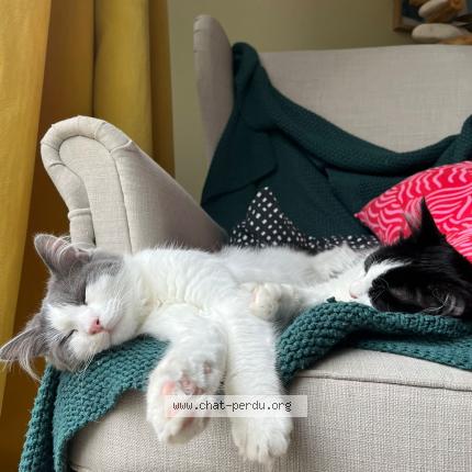 Photo 1/1 Yuki Chat lost in Plouzane