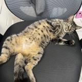 Picture of cat lost at Saint Barthelemy