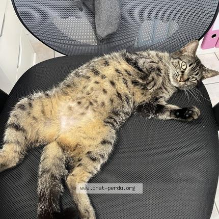 Photo 1/1 Pomponette Chat lost in Saint barthelemy