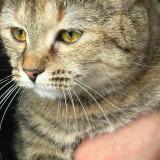 Picture of cat lost at Viry