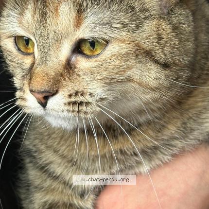 Photo 1/1 Zouina Chat lost in Viry