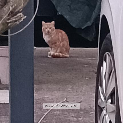 Photo 1/1 Found cat Found in Estrablin