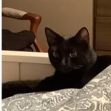 Picture of cat lost at Boudry