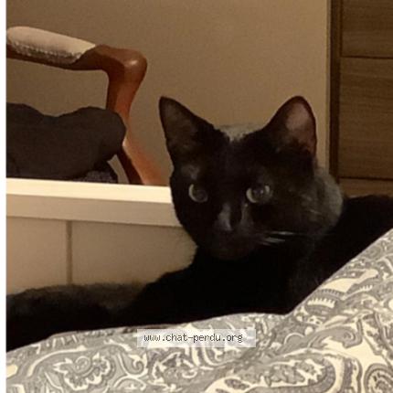 Photo 1/1 Drago Chat lost in Boudry