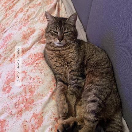 Photo 1/1 Coco Chat lost in Valenciennes