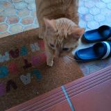 Picture of cat found at Pinsaguel