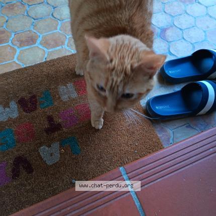 Photo 1/1 Found cat Found in Pinsaguel