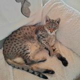 Picture of cat lost at Villie Morgon