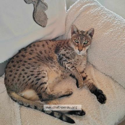 Photo 1/1 ISHARA Chat lost in Villie morgon