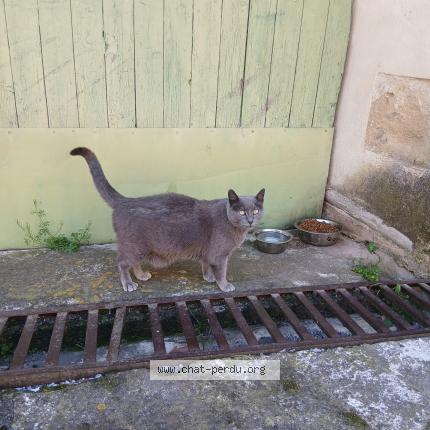 Photo 1/1 Found cat Found in Saint theodorit