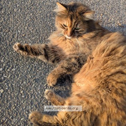 Photo 1/1 Found cat Found in Kembs