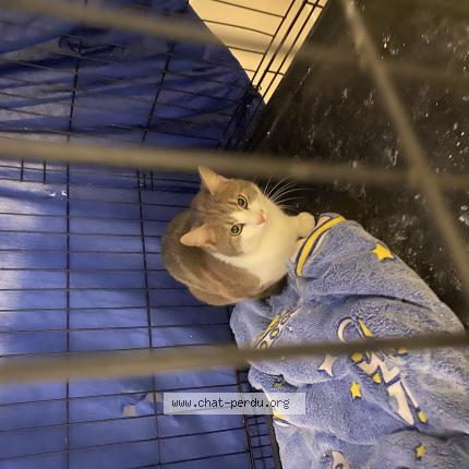 Photo 1/1 Found cat Found in Ifs