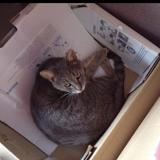 Picture of cat lost at Bohain