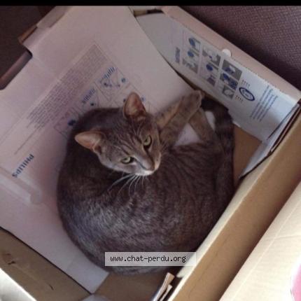 Photo 1/1 Mya Chat lost in Bohain