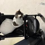 Picture of cat found at Dijon