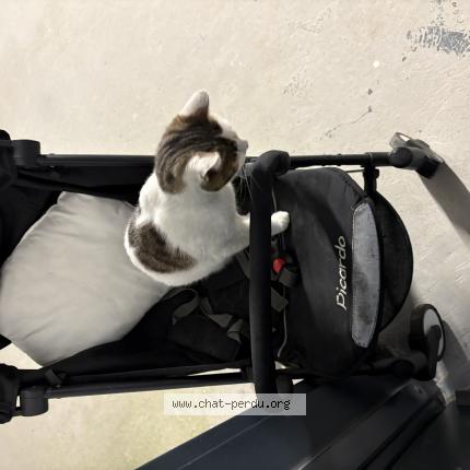 Photo 1/1 Found cat Found in Dijon