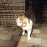 Picture of cat found at Rosny Sur Seine