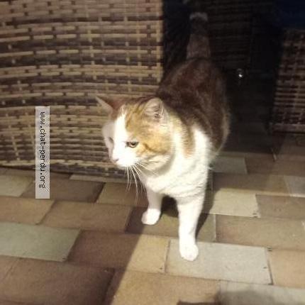 Photo 1/1 Found cat Found in Rosny sur seine