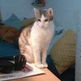 Picture of cat lost at Rouen