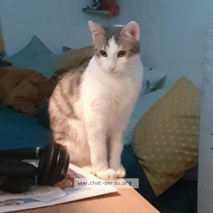 Photo 1/1 Matcha Chat lost in Rouen