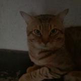 Picture of cat lost at Marseille