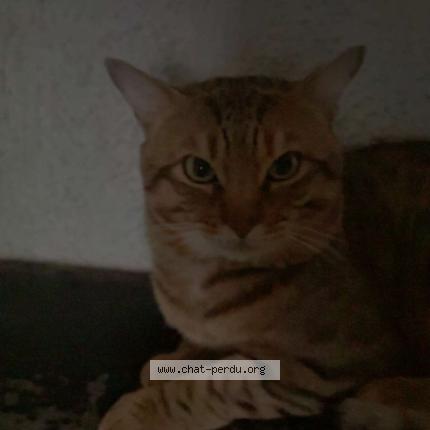 Photo 1/1 Kaneki Chat lost in Marseille