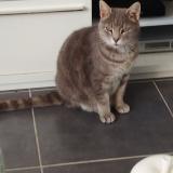 Picture of cat lost at Chatenay